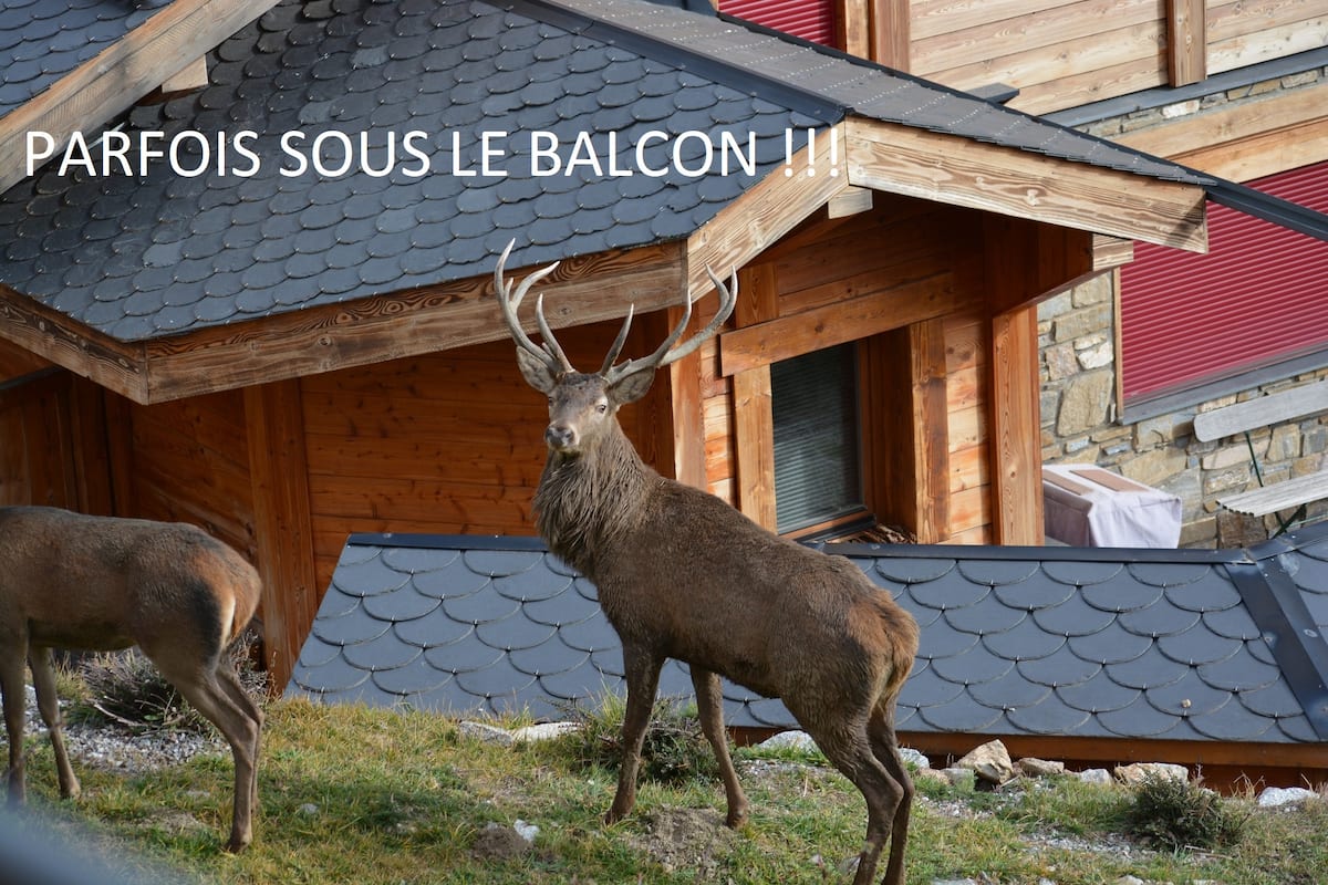 Visite fréquente : un cerf sous le balcon